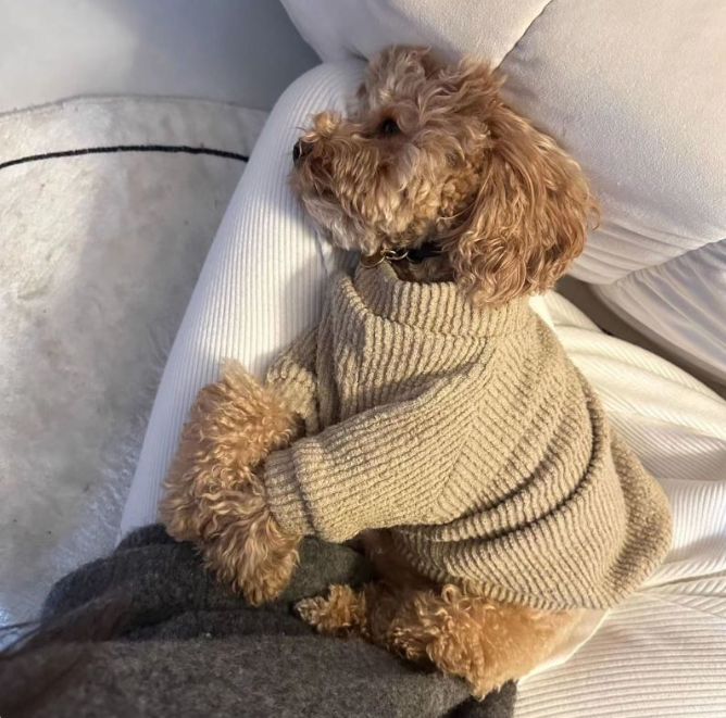 Suéter de punto para perros